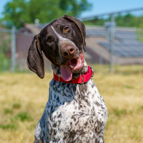 Image Galleries for Website.png